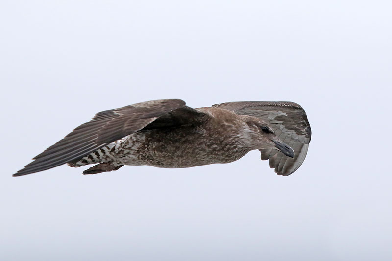 Black-backed Gull