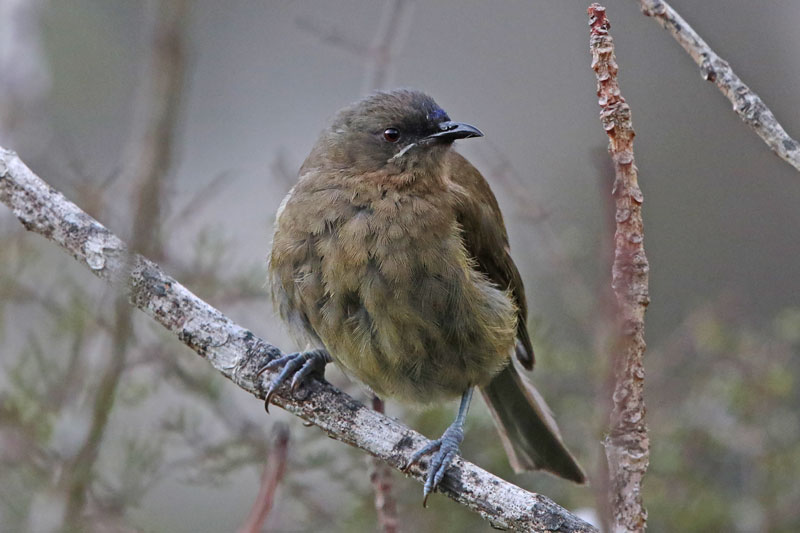 New Zealand Bellbird