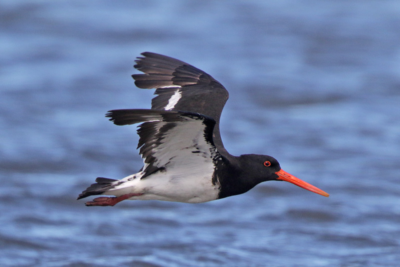 South-Island Oystercatcher