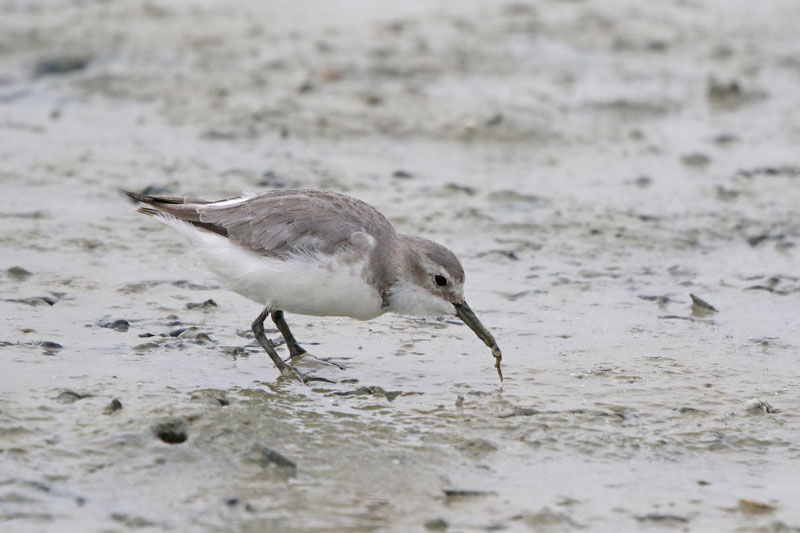 Wrybill
