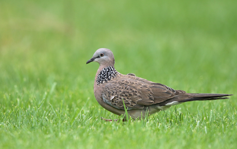 Spotted Dove