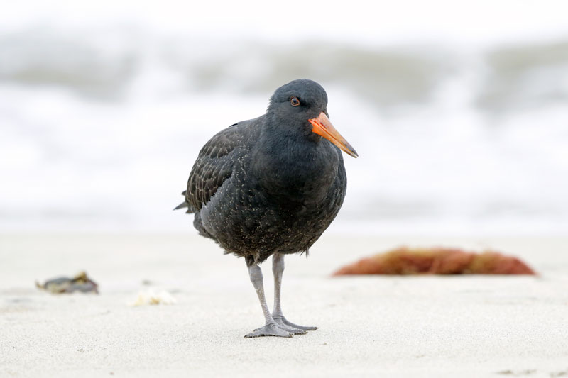 Variable Oystercatcher
