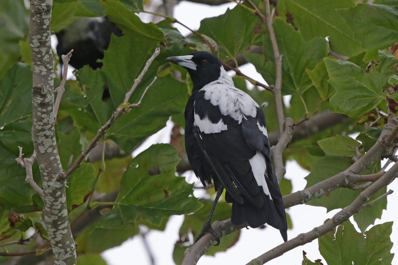 Australian Magpie