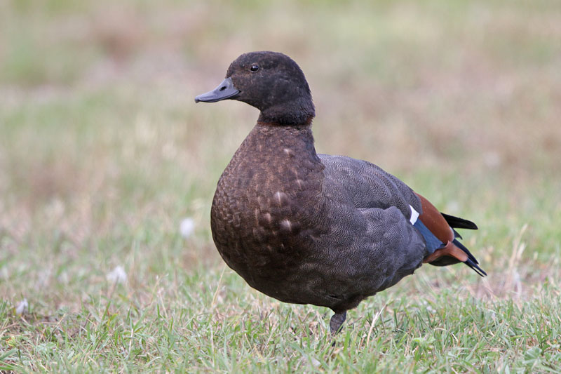 Paradise Shelduck