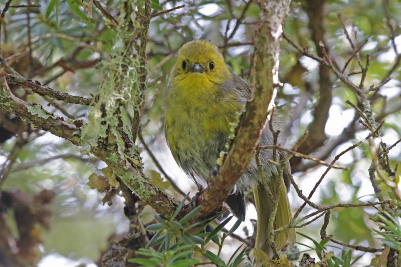 Yellowhead