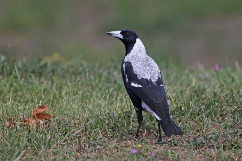 Australian Magpie