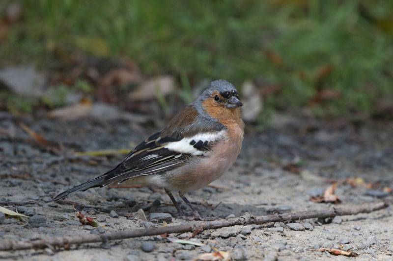 Common Chaffinch
