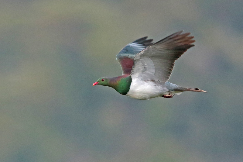 New Zealand Pigeon