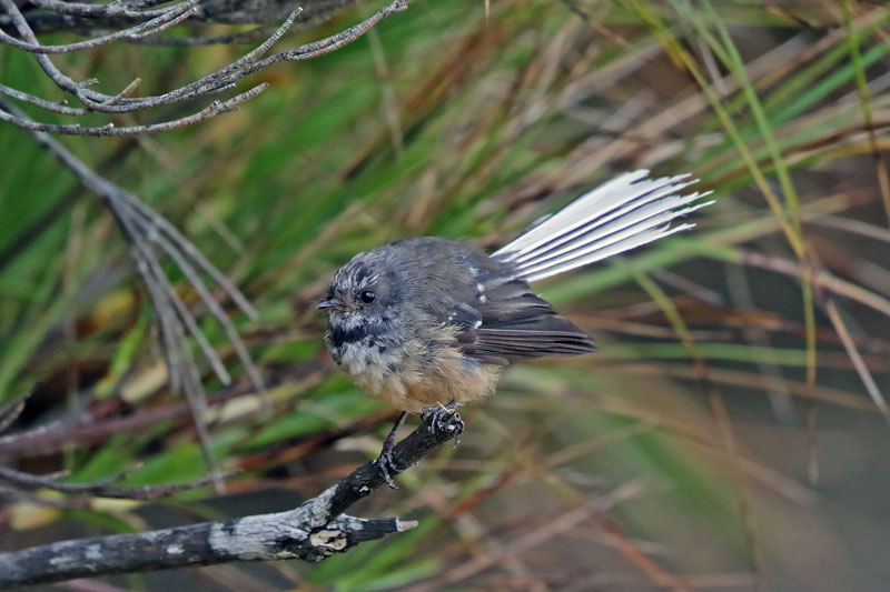 New Zealand Fantail
