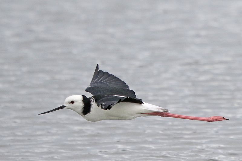 Pied Stilt