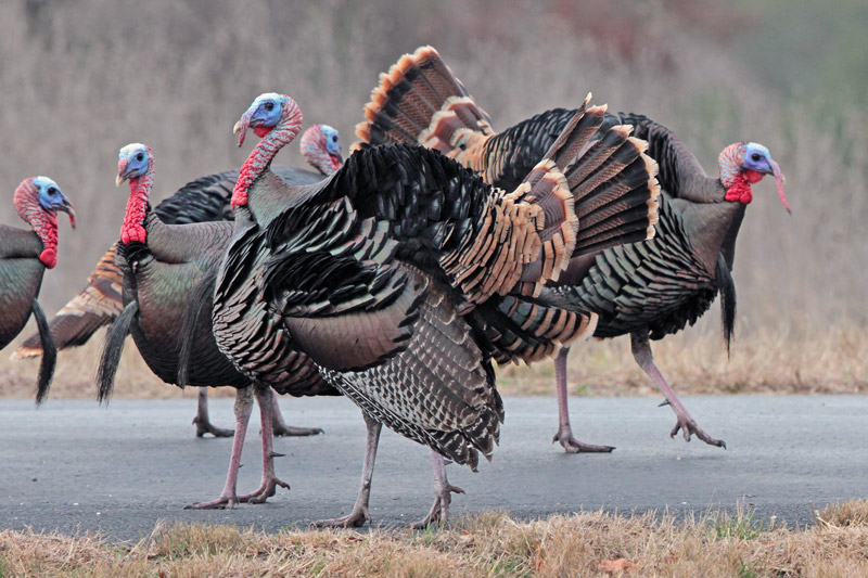 Wild Turkey