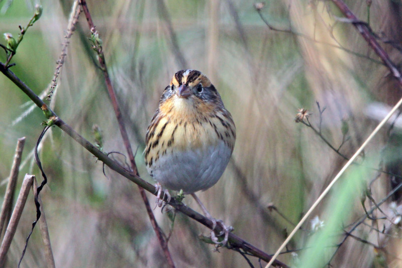 Le Conte's Sparrow