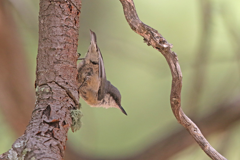 Pygmy Nuthatch