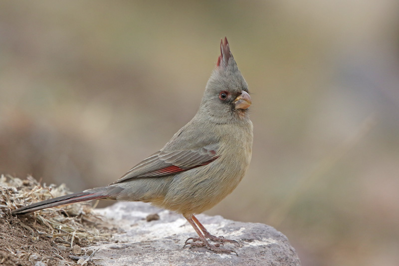 Pyrrhuloxia