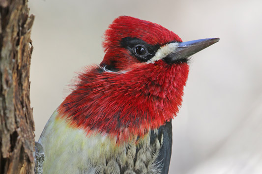 Red-breasted Sapsucker