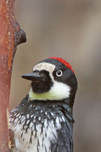 Acorn Woodpecker
