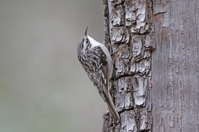 Brown Creeper