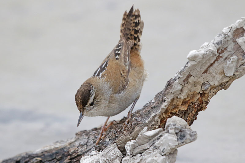 Marsh Wren