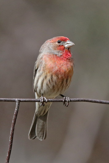 House Finch