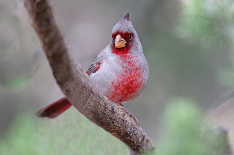 Pyrrhuloxia