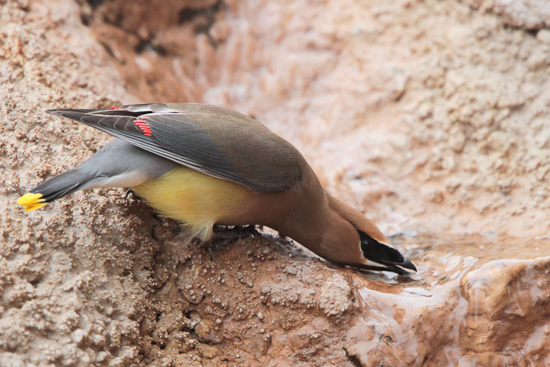 Cedar Waxwing