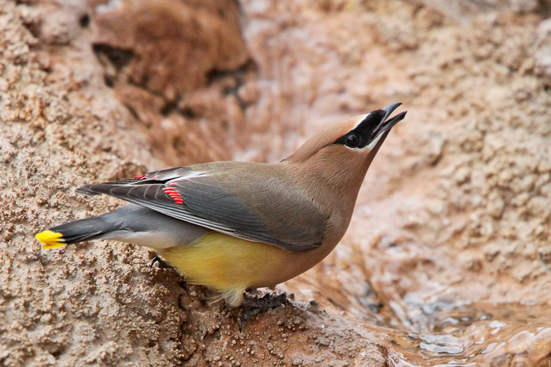 Cedar Waxwing