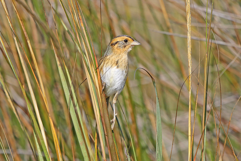 Nelson Sparrow