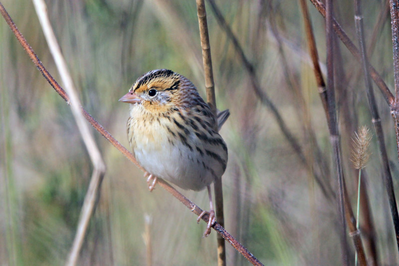 Le Conte's Sparrow