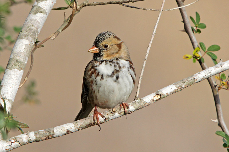 Harris's Sparrow