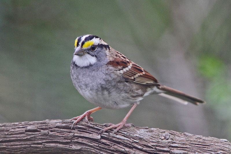 White-throated Sparrow