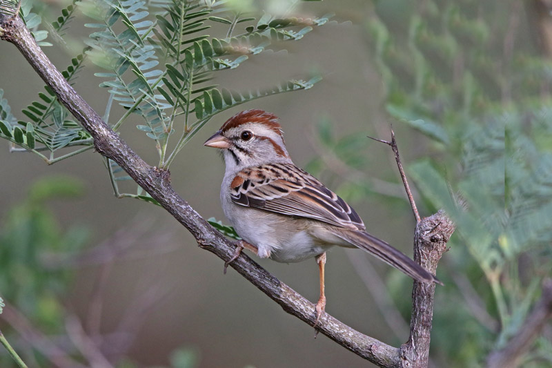 Rufous-winged Sparrow