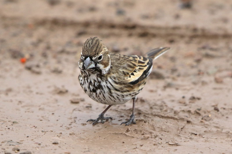 Lark Bunting