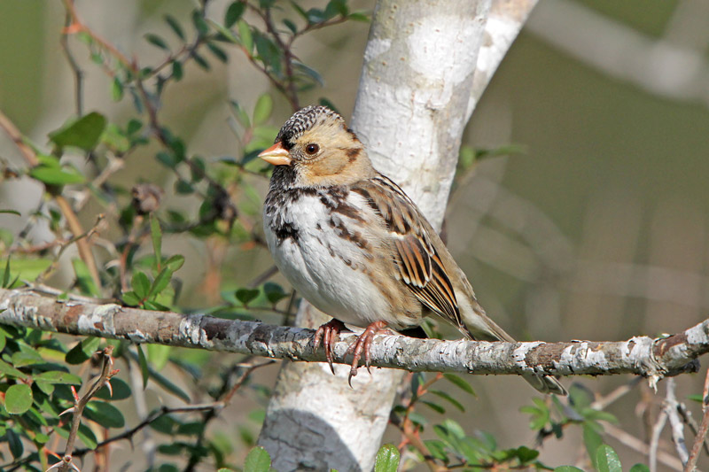 Harris's Sparrow