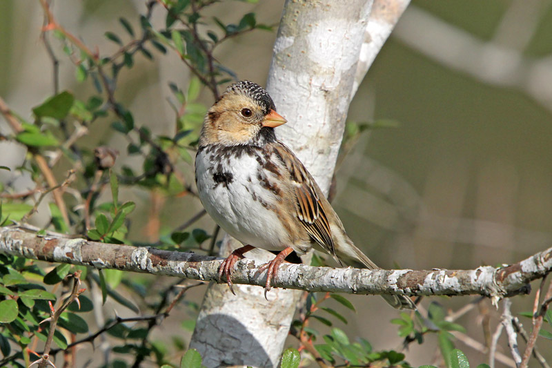 Harris's Sparrow