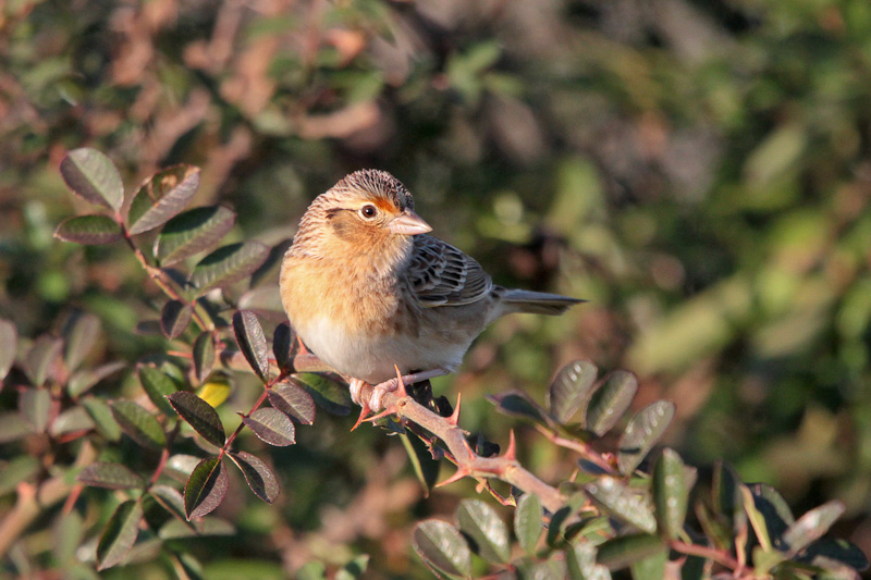 Grasshopper Sparrow