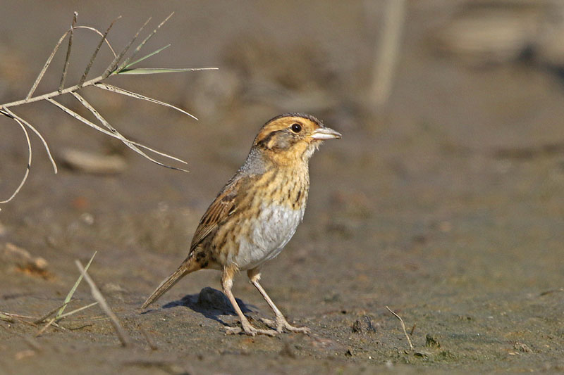 Nelson's Sparrow