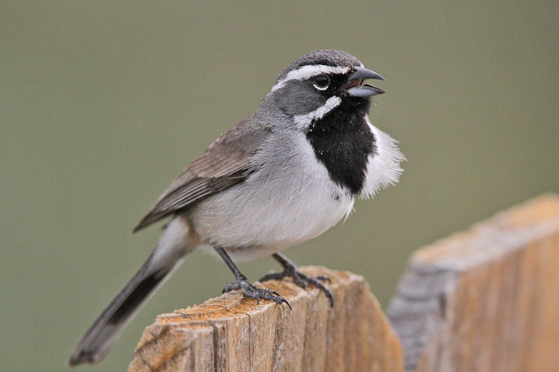 Black-throated Sparrow