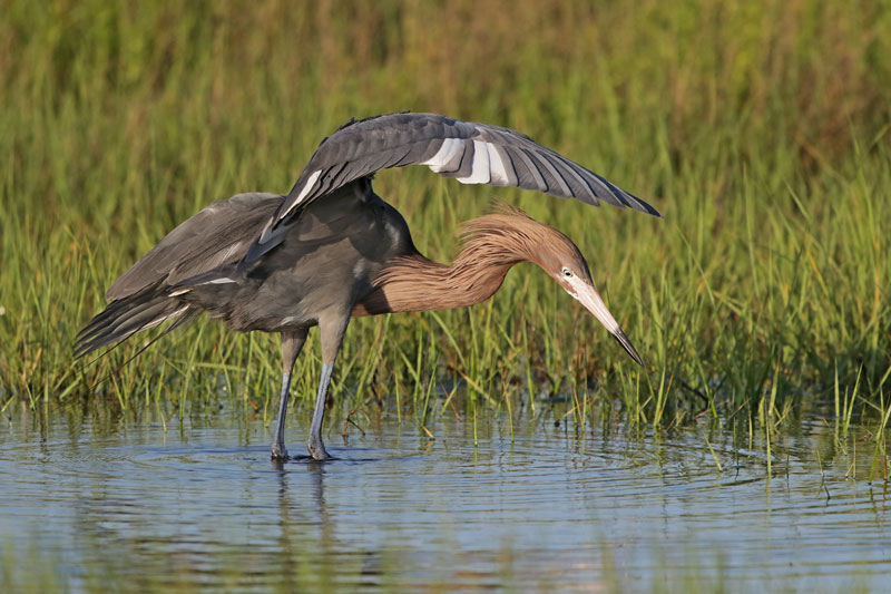 Reddish Egret
