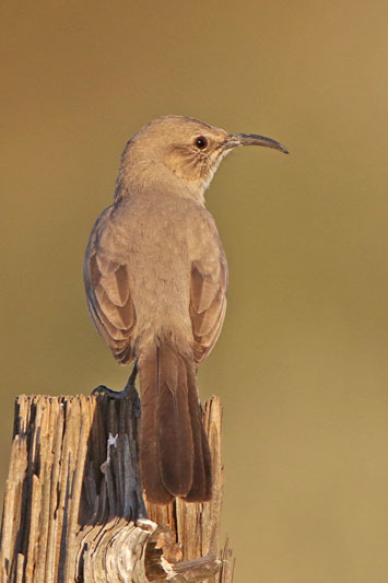 Le-Conte's Thrasher