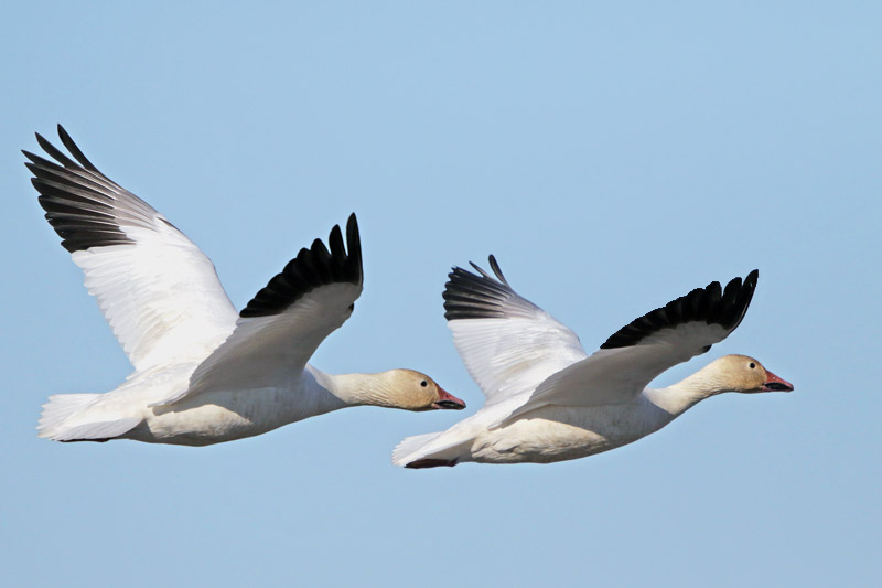 Snow Goose