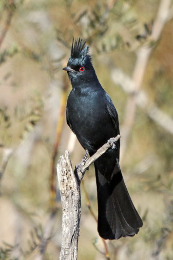 Phainopepla