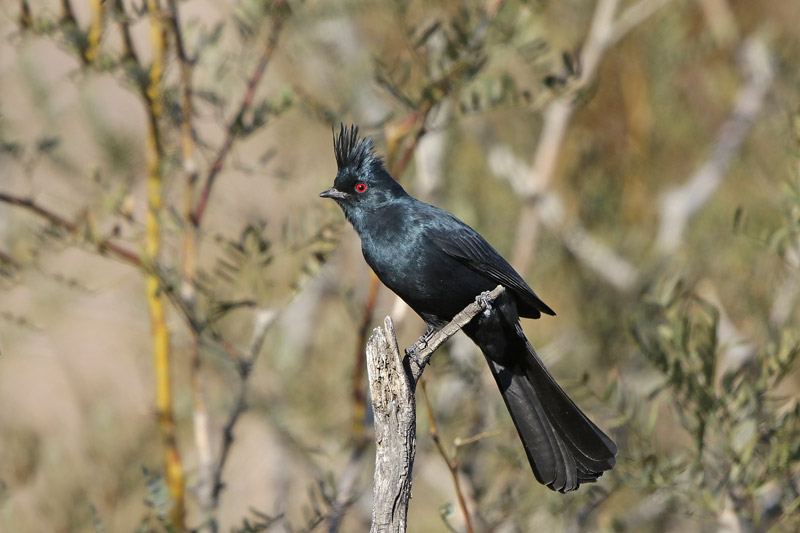 Phainopepla
