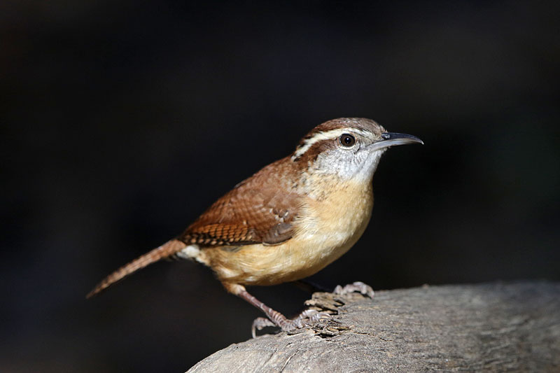 Carolina Wren