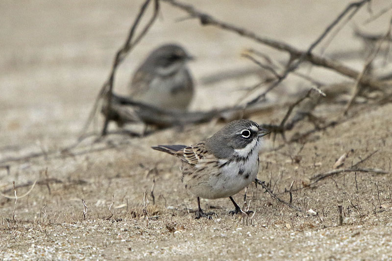 Bell's Sparrow