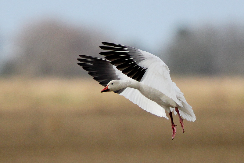 Snow Goose