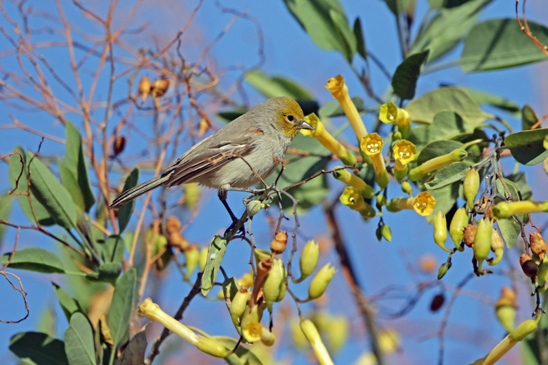 Verdin