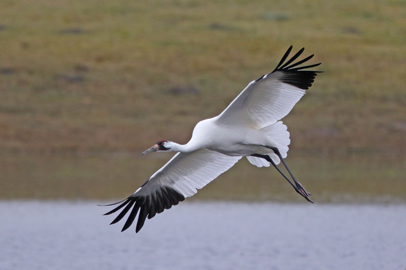 Whooping Crane
