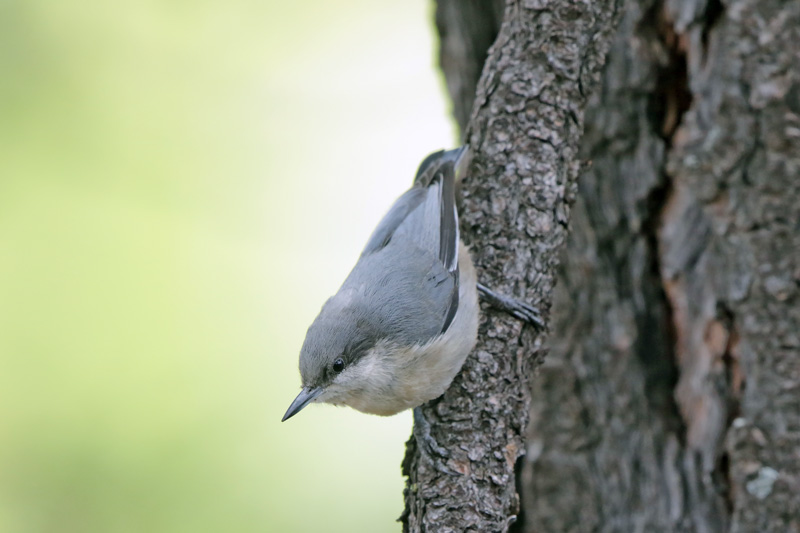 Pygmy Nuthatch