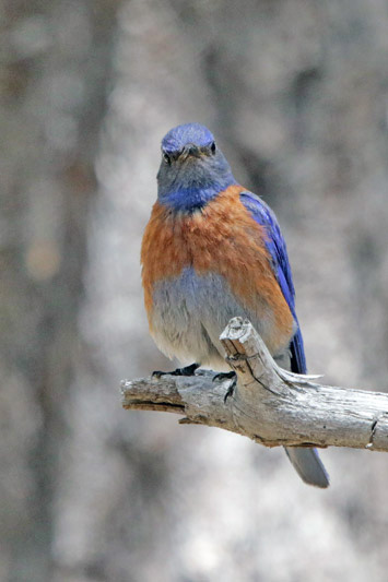 Western Bluebird 