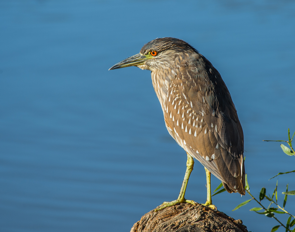 Juvenile Blackcrowned Night Heron 1